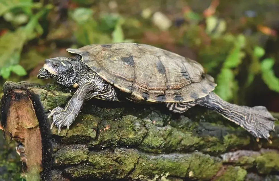 If you want to know about the deep sleep of adult turtles, then do read do turtles hibernate facts.