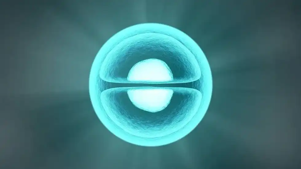 Image of a cell splitting during cytokinesis. 