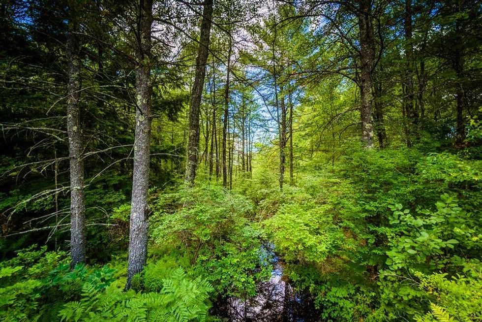 Image of a green forest 
