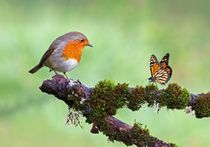 55 Beautiful Bird Quotes For Nature Lovers | Kidadl