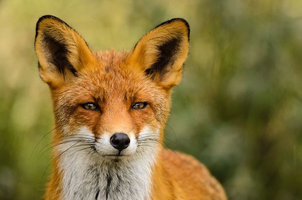 Image of Fox