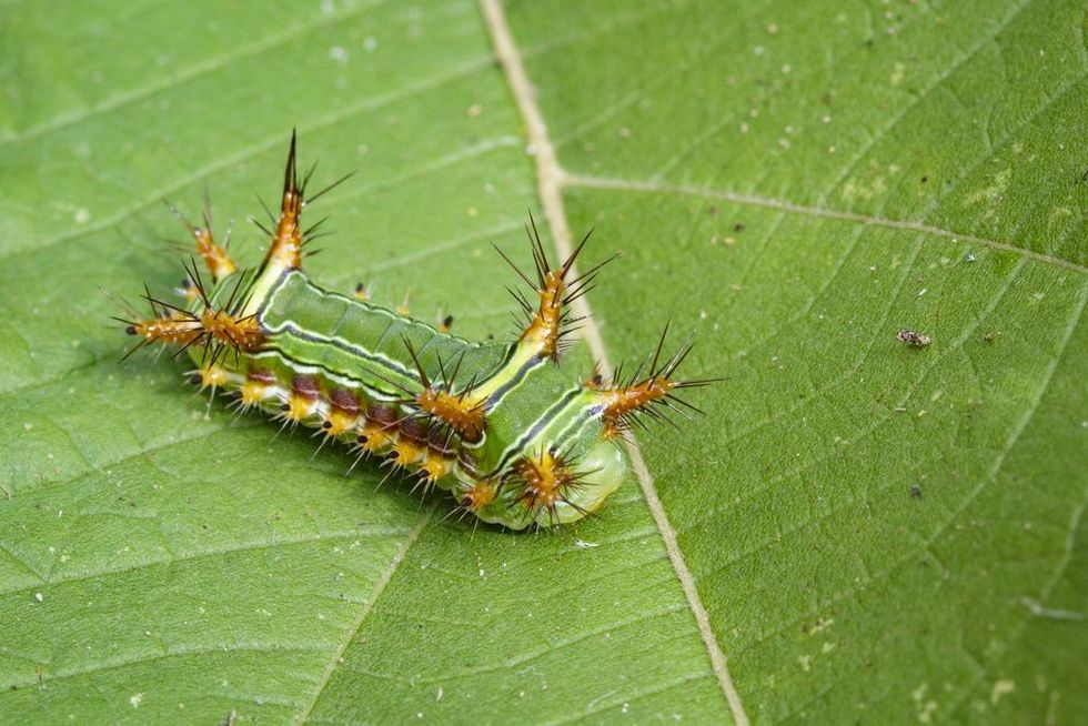 Image of Stinging Nettle Slug Caterpillaron green leaf