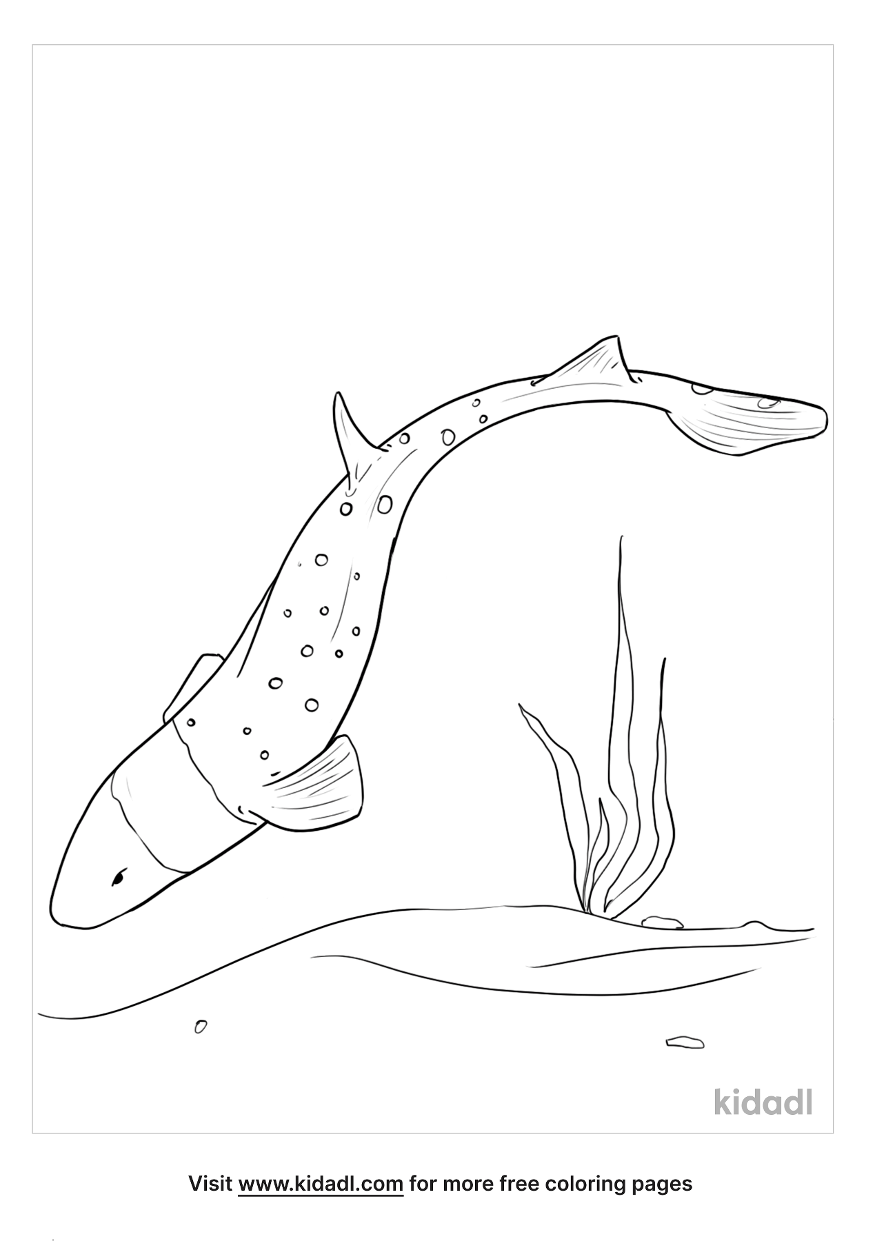 Carpet Shark Coloring Page