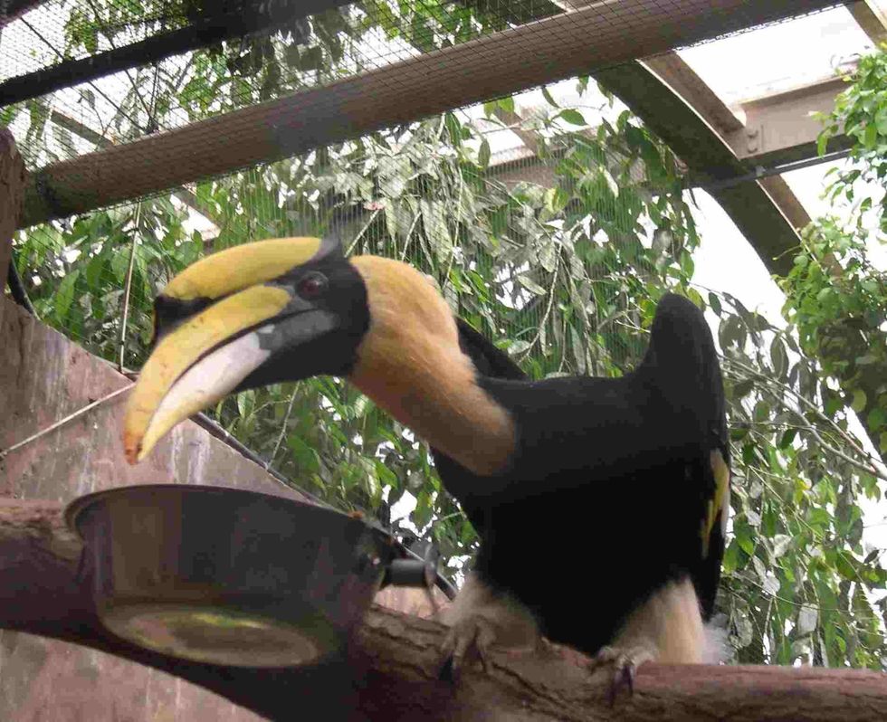 Fun Black Hornbill Facts For Kids | Kidadl