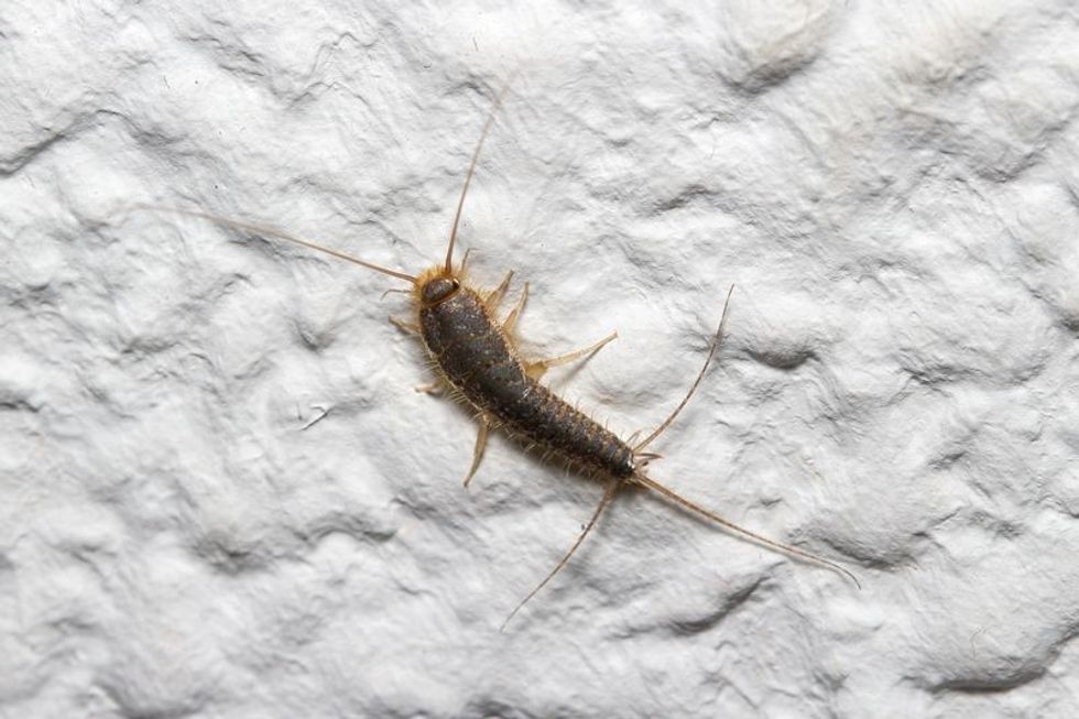 Where Do Silverfish Come From? How Did They Get Their Name? Kidadl