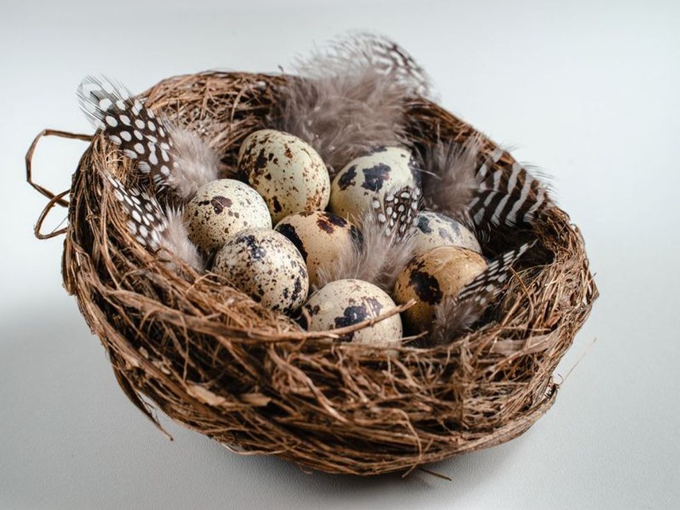 Quail Nest: Everything You Need To Know About Their Nesting Behavior