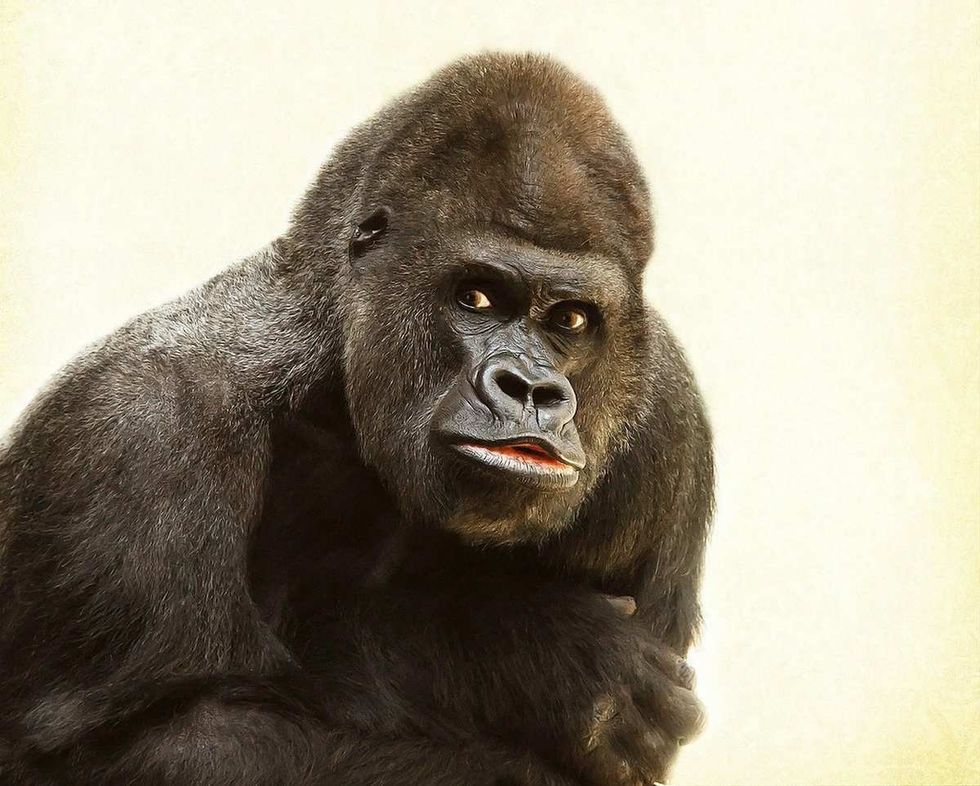 Are Gorillas Omnivores? The Gorilla's Diet Might Surprise You!