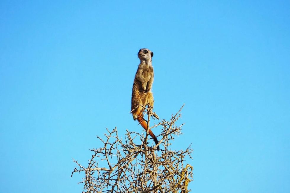 Are Meerkats Endangered? What We Can Do To Help Them Right Now