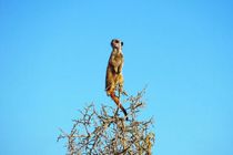 Are Meerkats Endangered? What We Can Do To Help Them Right Now 