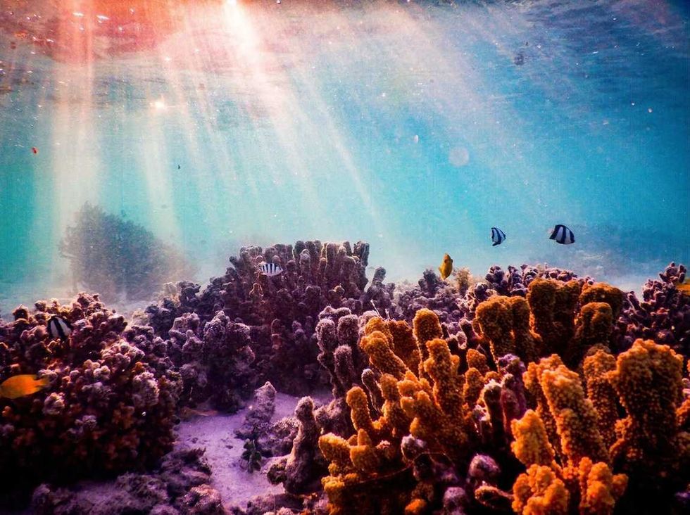 Animals Of The Great Barrier Reef That You May Not Have Heard Of
