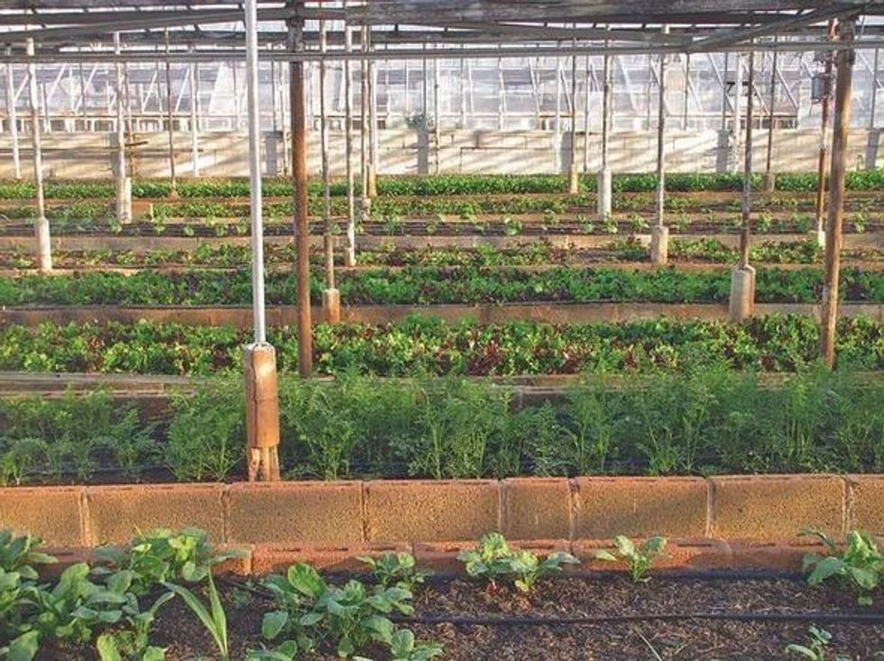 15 Aquaponics Facts That Explain Food Production