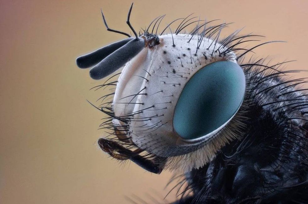 How Long Do Flies Live? Fun Fly Facts For Kids