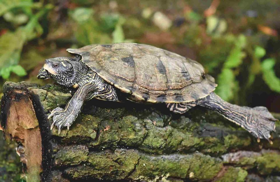 Russian Tortoise Lifespan Facts To Know Before You Get One As a Pet