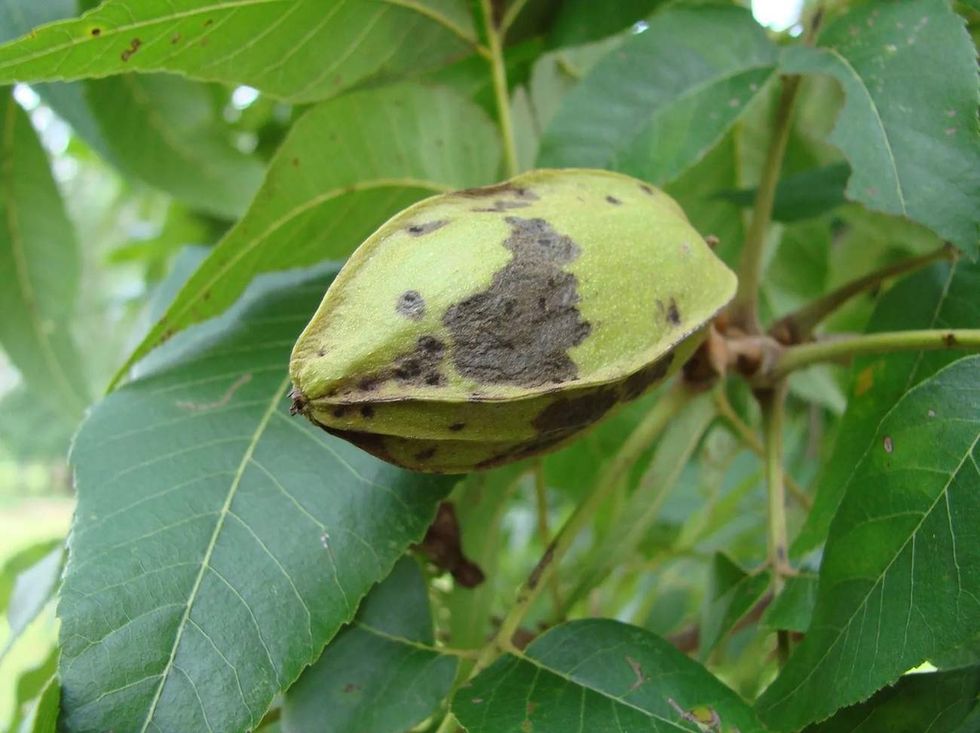 Are Hickory Nuts Edible? Different Types Of Hickory You Must Know
