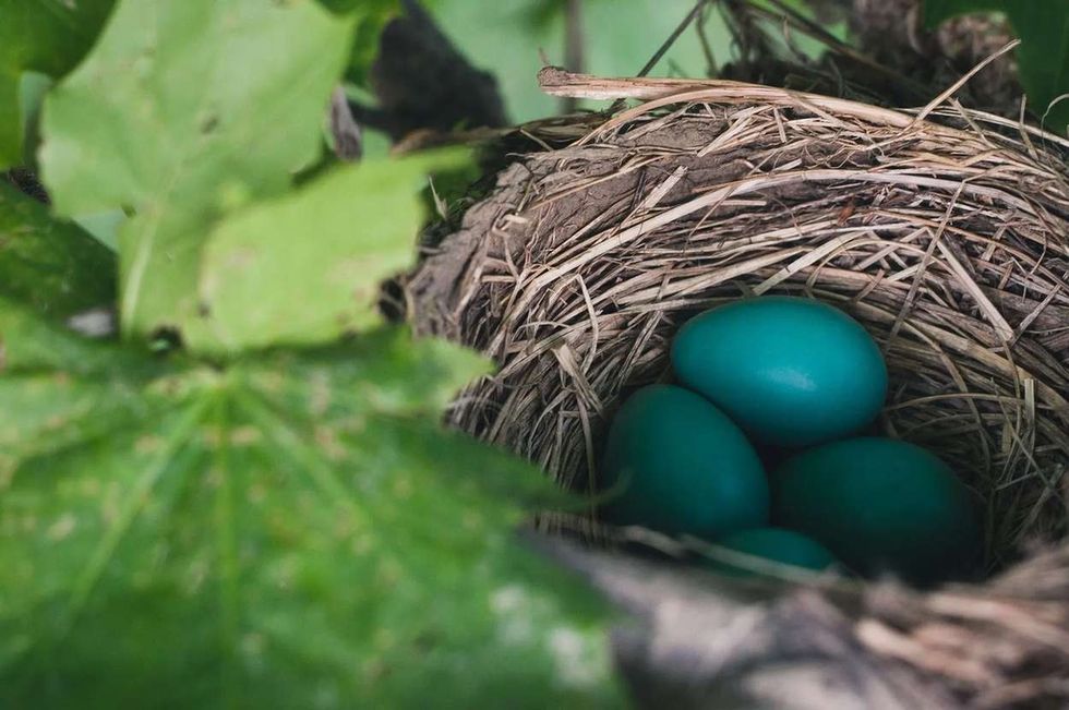 How Long Do Robin Eggs Take To Hatch? Fun Facts For Kids