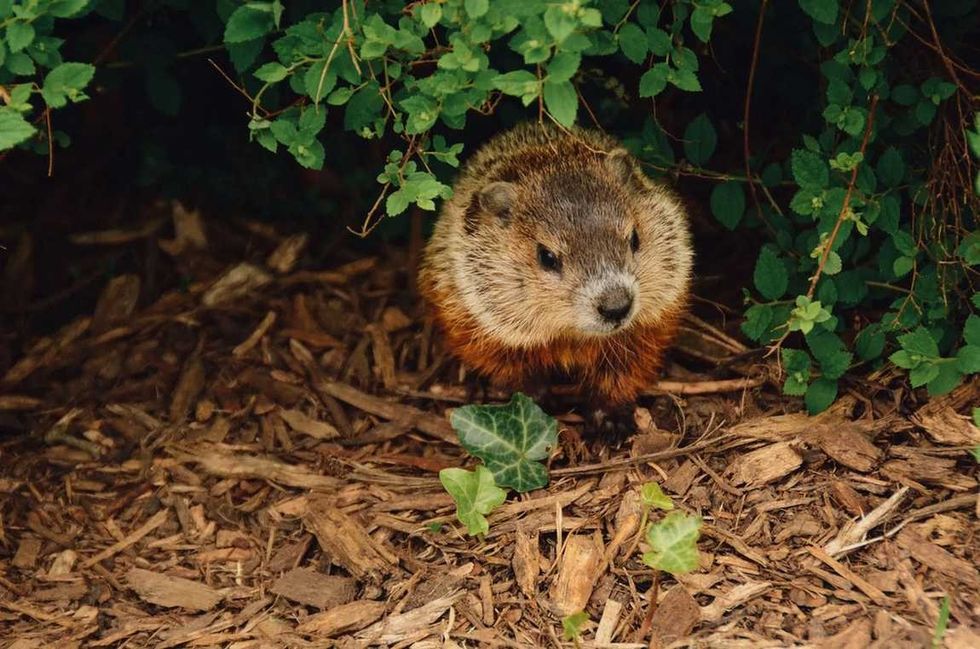 Are Groundhogs Dangerous? What To Do If They Are In Your Yard