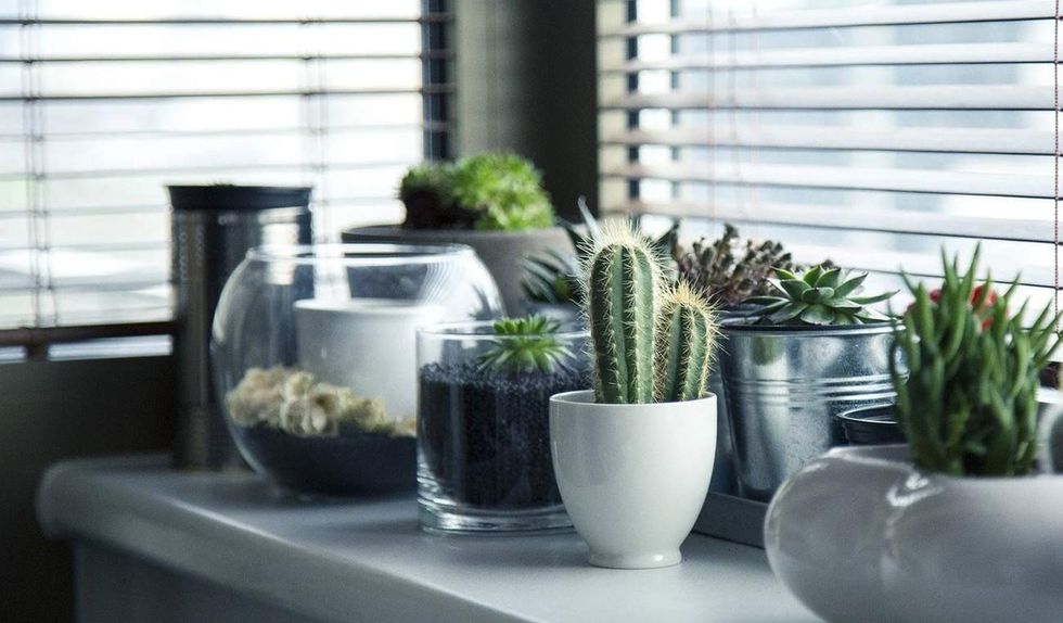 How Long Do Cactus Live? Facts About The Prickly Plant