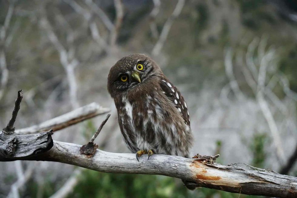Famous Owls: Must-Know Facts From Pets To Mythology