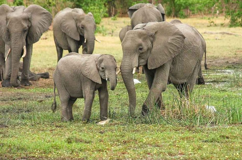 How Long Do Elephants Live? Interesting Facts About Loving Giants
