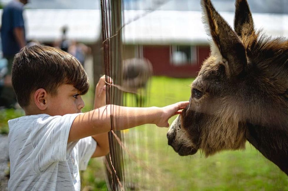 How Long Do Donkeys Live? The Longest Living Donkey And More Facts