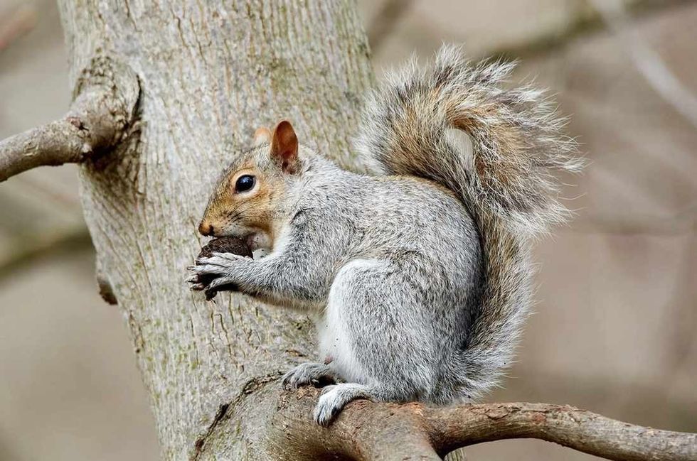 How Long Do Squirrels Live? Interesting Facts You May Not Know