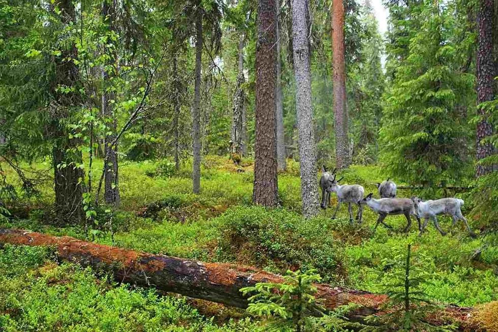 35 Facts About Taiga: Learn All About Its Pines, Spruces, And Arches