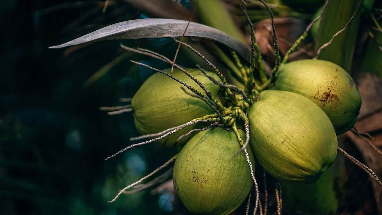 62 Enlightening Facts About Dwarf Coconut Tree That You Won’t Believe