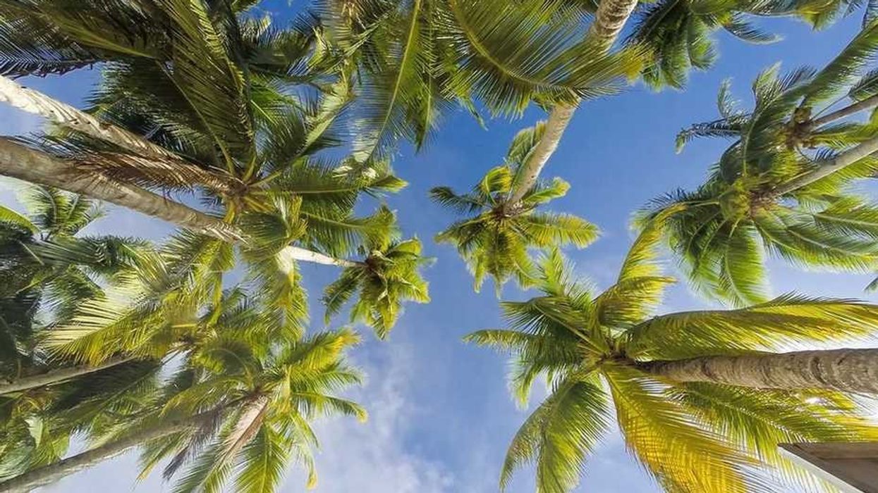 Characteristics Of A Palm Tree: Everything You Need To Know!