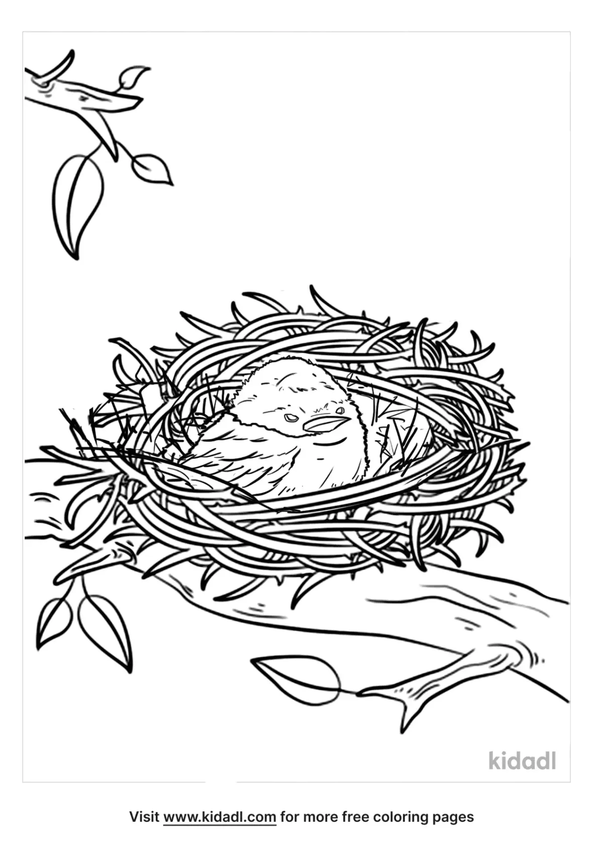 Baby Oriole Coloring Page