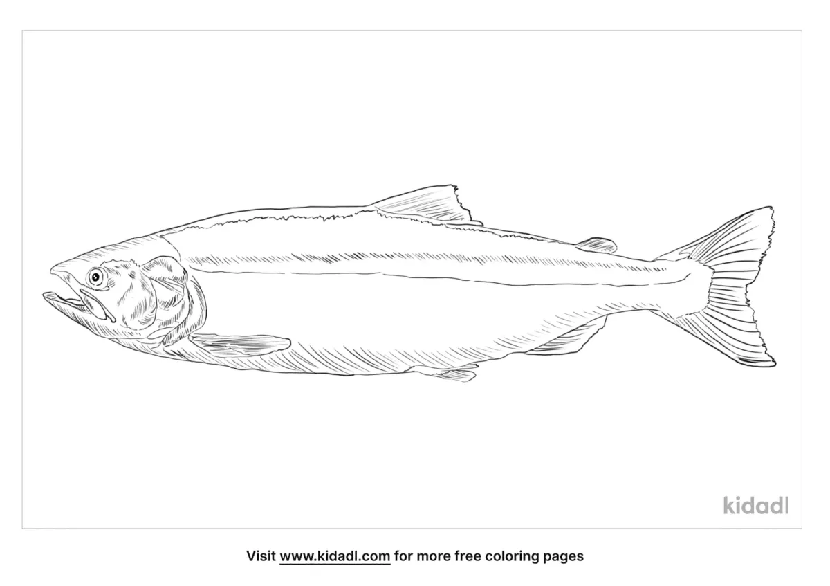 Pink Salmon Fish Coloring Page