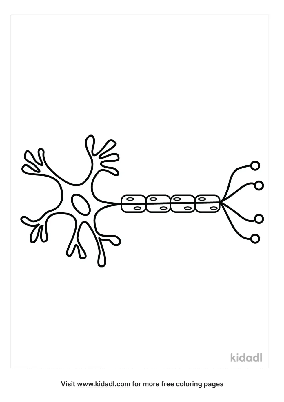 Nerve Cell