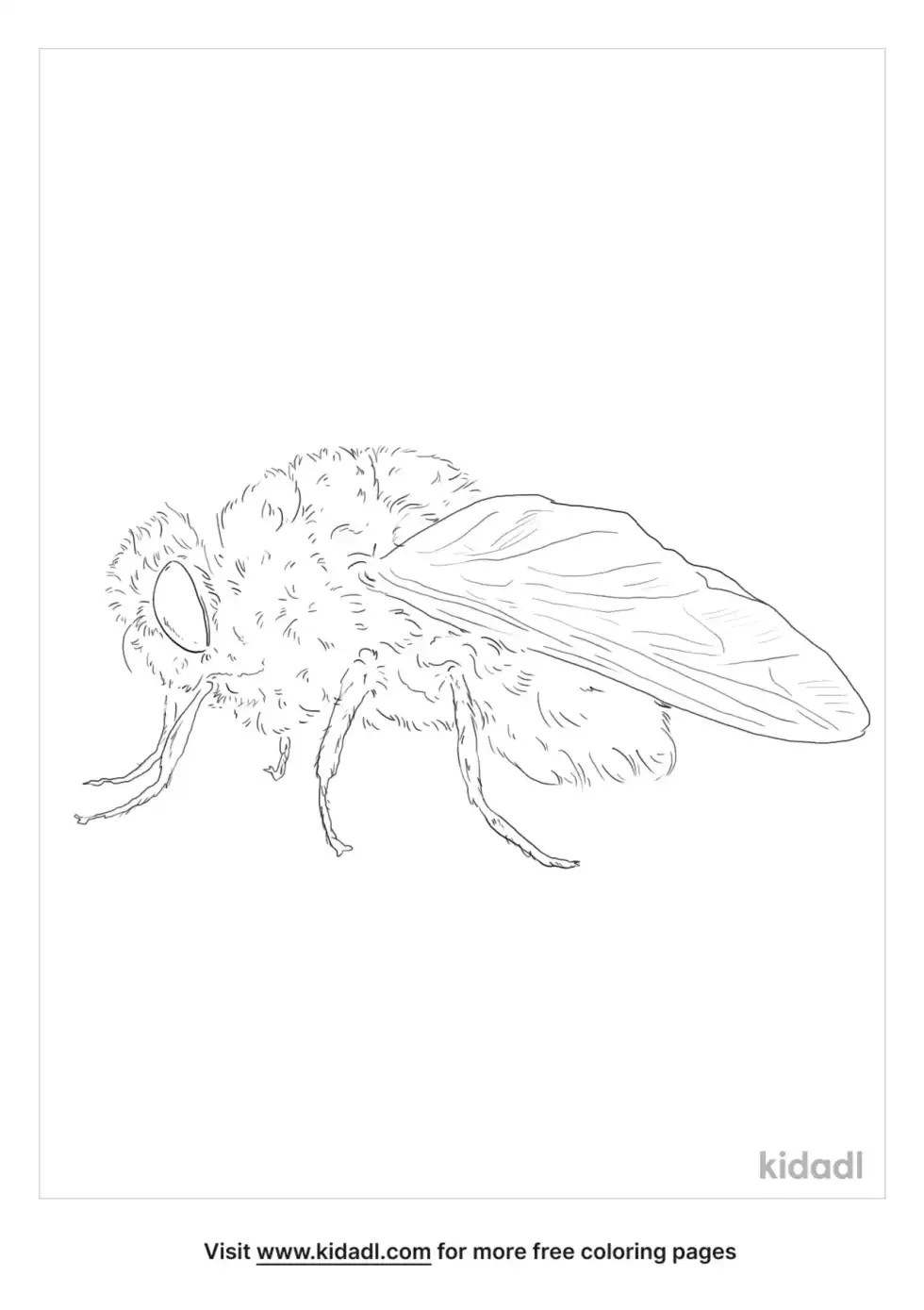 Botfly Coloring Page