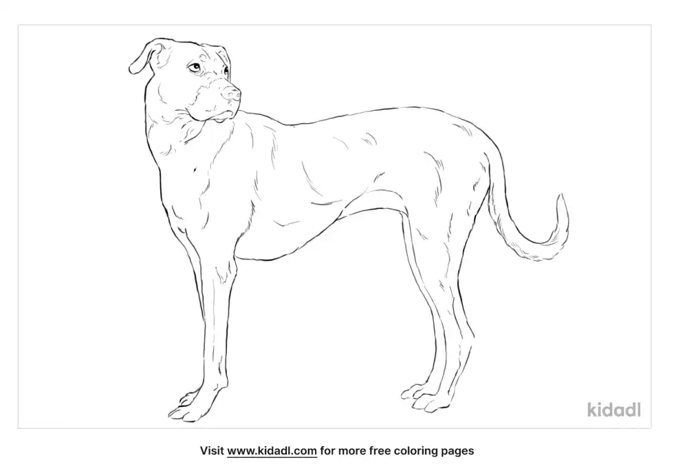 Black Mouth Cur Coloring Page