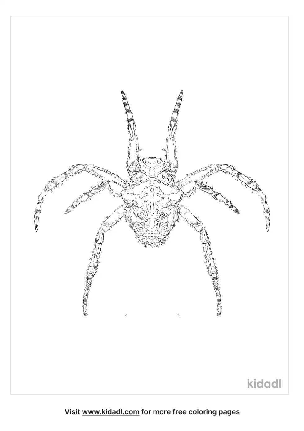 Cat-Faced Spider Coloring Page