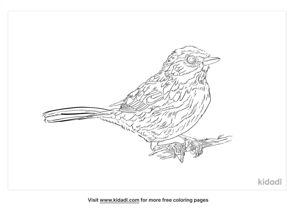 Rufous-Crowned Sparrow Coloring Page