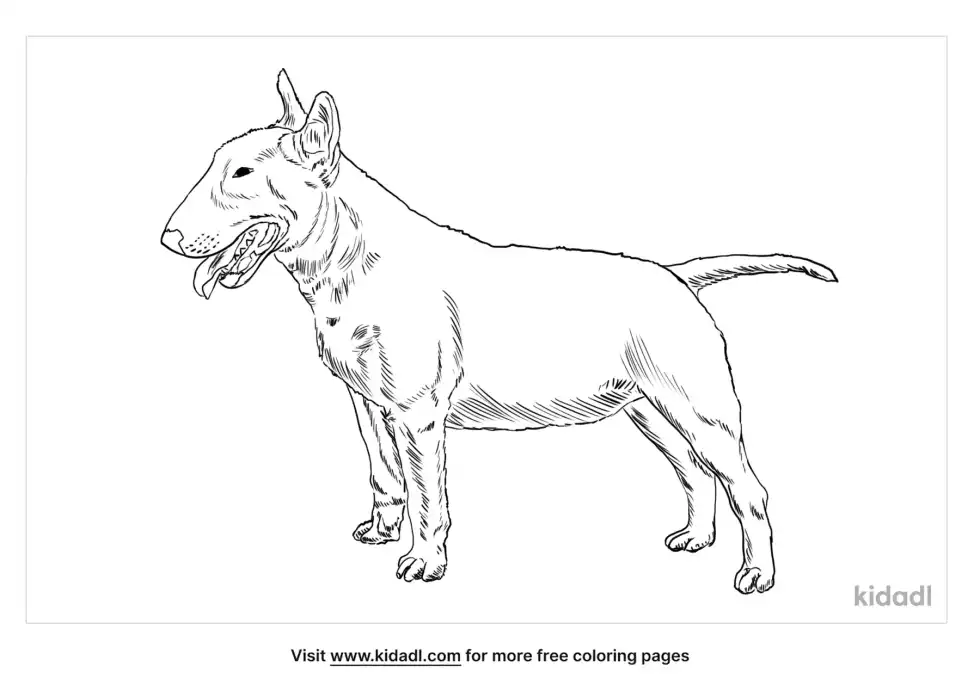 Miniature Bull Terrier Coloring Page