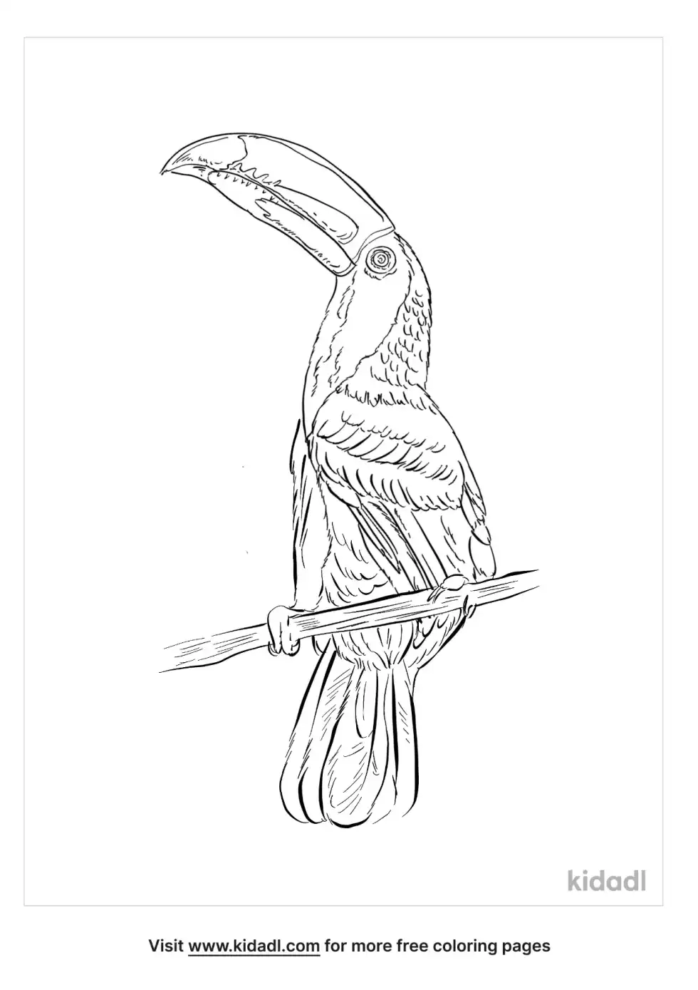 Chestnut Mandibled Toucan Coloring Page