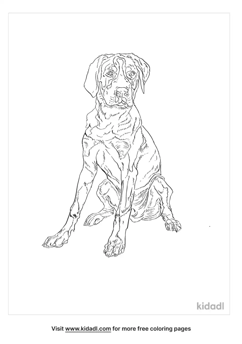 Greater Swiss Mountain Dog Coloring Page