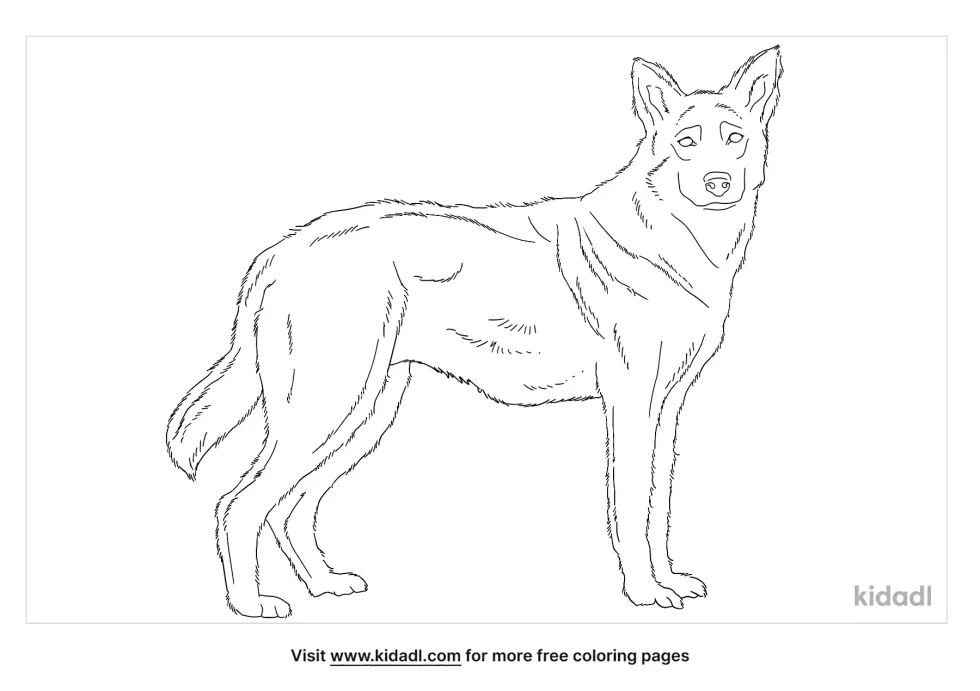 Saarloos Wolfdog Coloring Page