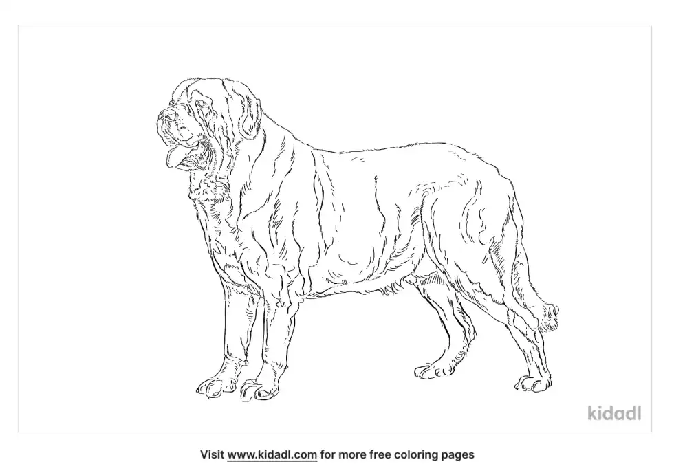 Spanish Mastiff Coloring Page