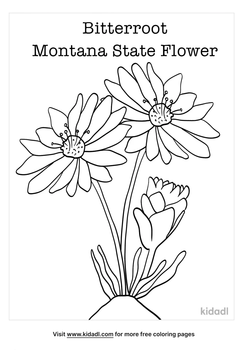 Montana State Flower