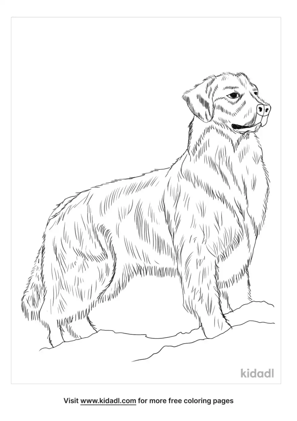 Golden Dox Coloring Page
