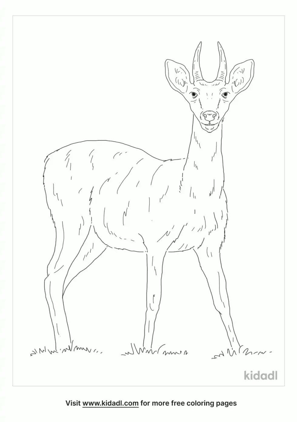 Reedbuck Coloring Page