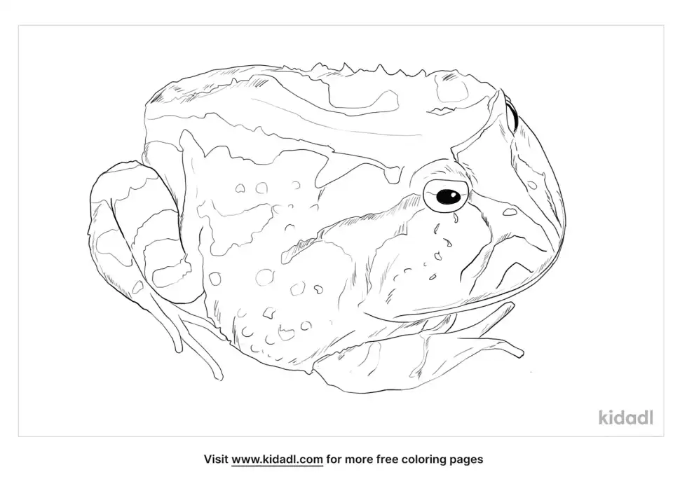 Ceratophryidae Coloring Page