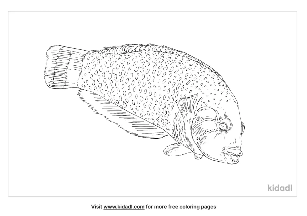 Rockmover Wrasse Coloring Page