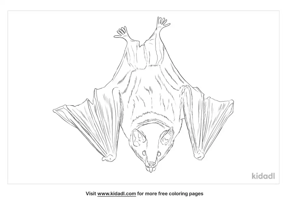 Long Nosed Bat Coloring Page