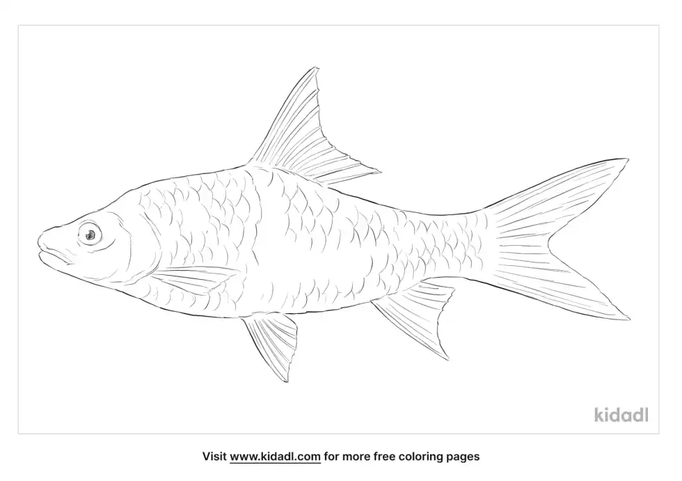 Hampala Barb Coloring Page