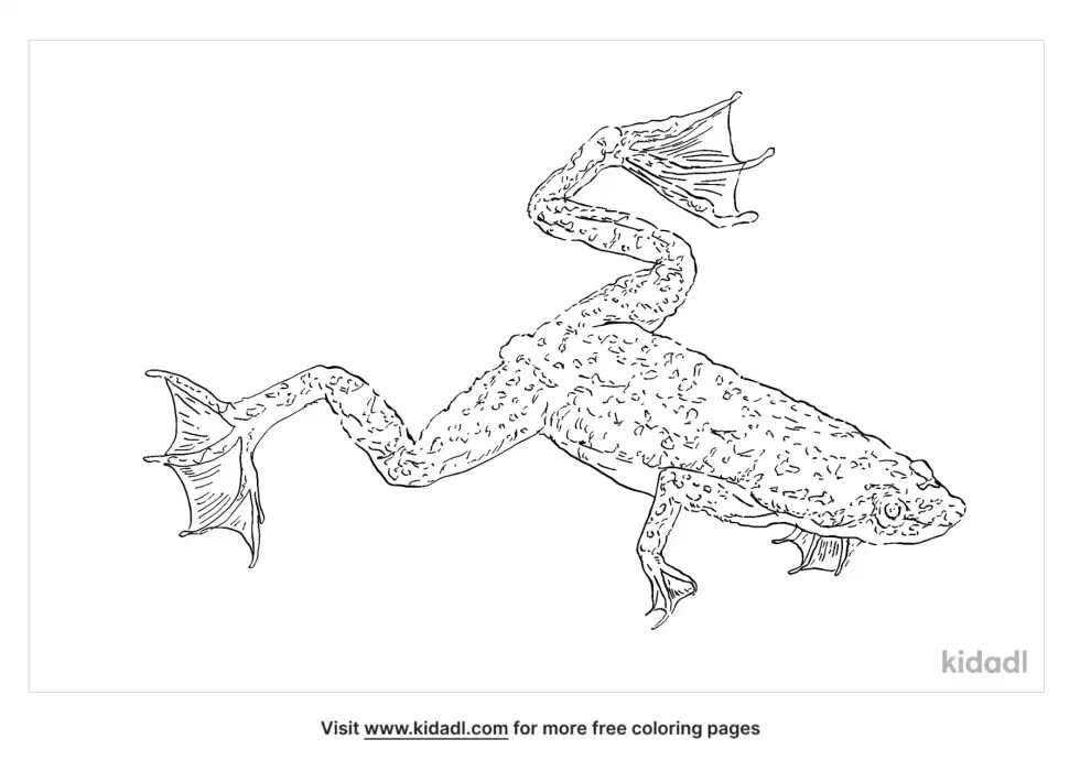 Hymenochirus Boettgeri Coloring Page