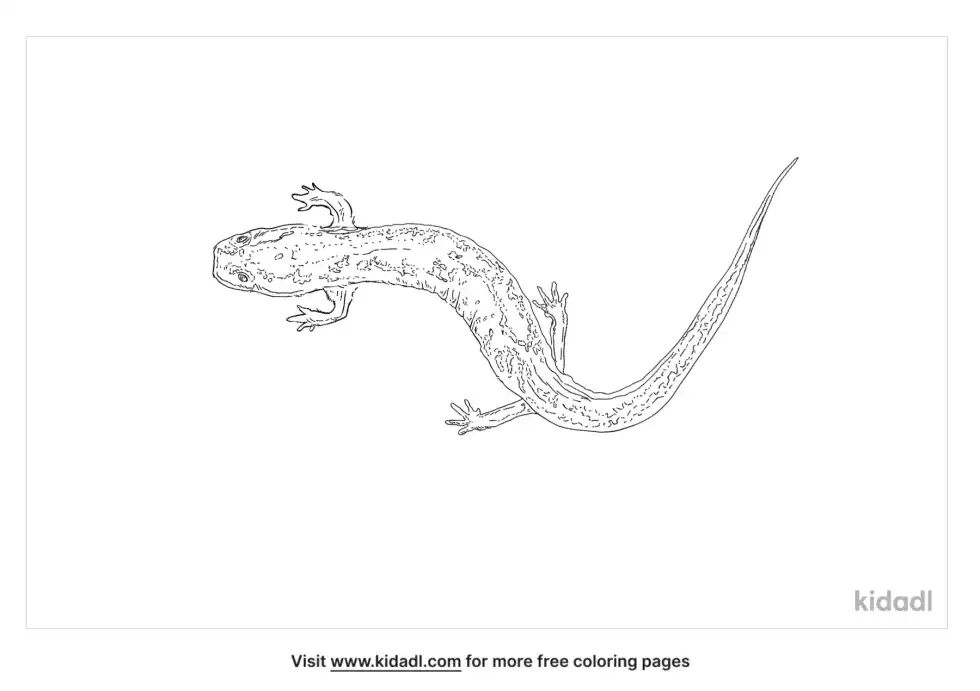 Striped Newt Coloring Page