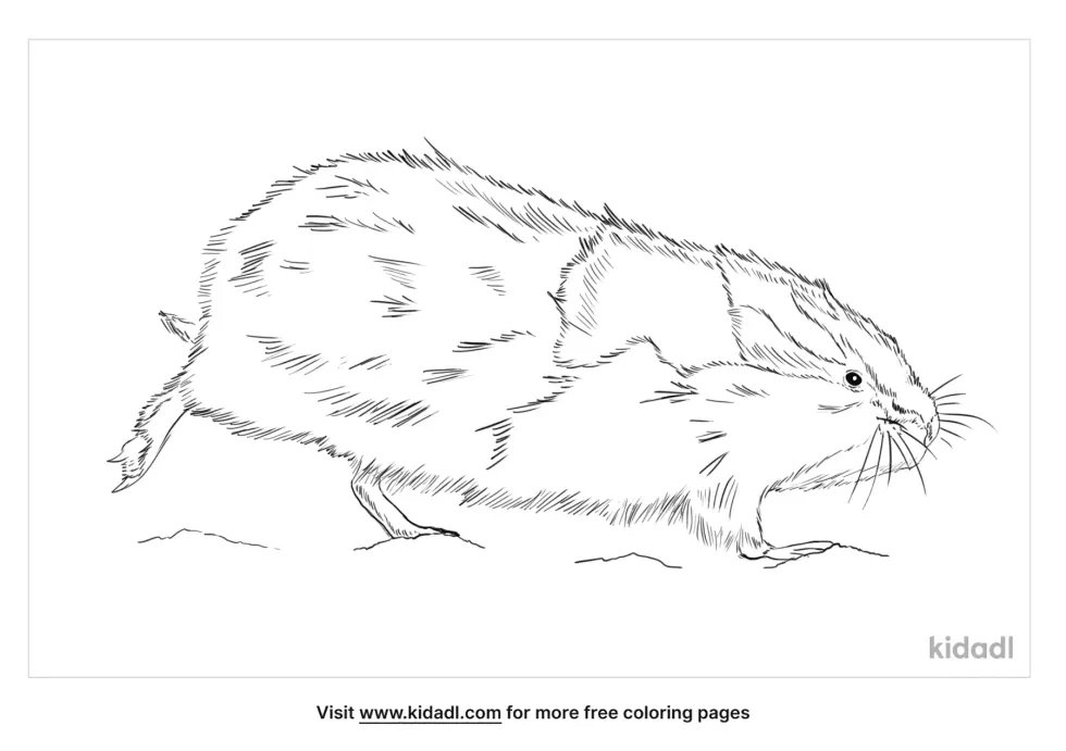 Norway Lemming Coloring Page